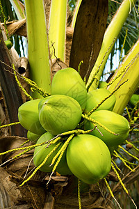 椰椰子食物饮食水果植物宏观异国团体花园营养情调图片