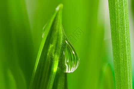 带露水的新鲜青草水滴雨滴露珠宏观草地气泡环境液体天气生活图片