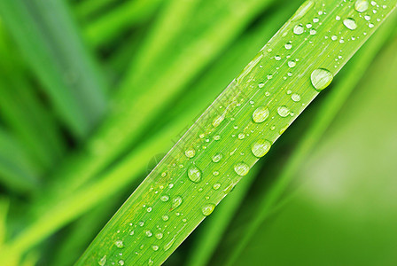 新鲜青草宏观草地花园生长天气雨滴水滴叶子环境植物背景图片