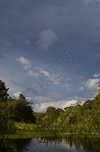 秘鲁亚马逊雨林风景环境拉丁异国树木天空植被风暴丛林沼泽图片