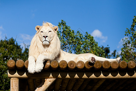 白狮子躺在阳光中的木月平台上图片