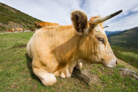 莱恩圣格洛里奥的牛(西班牙)图片