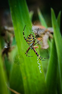黄蜂蜘蛛蜜蜂网络蜘蛛女性捕食者线条条纹宏观图片