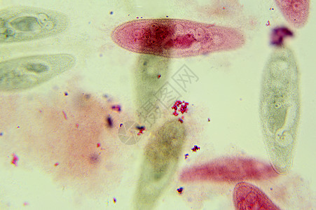 显微镜下 底底植物显微微生物学保健细胞组织医疗生物学解剖学卫生图片