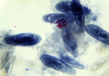 显微镜下 底底遗传卫生科学植物生物学宏观组织组织学教育药品图片