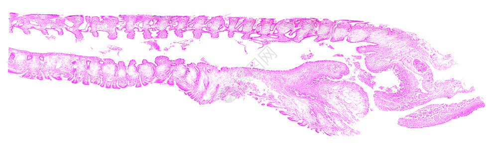 在显微镜下 在底部的电击刺组织学生物学细胞显微科学植物微生物学照片组织遗传图片