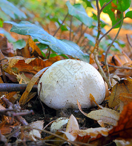 白蘑菇饮食食物蔬菜季节森林荒野菌类生物学树木地面图片