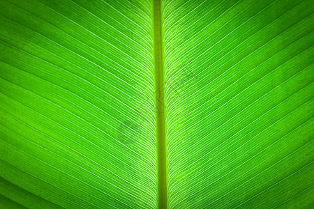 A 香蕉叶背景摘要生长宏观生活森林棕榈环境静脉植物花园植物学图片