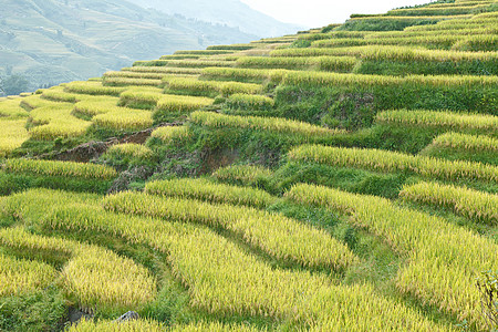 山区的稻米梯田耕作种植园土地生态叶子植物地面场地曲线园艺图片