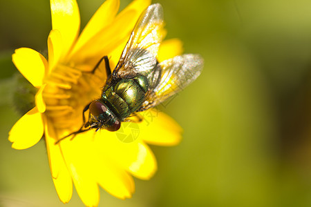 绿色金属瓶子苍蝇环境宏观眼睛昆虫翅膀化合物双翅目昆虫学图片