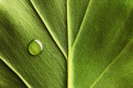 叶子上滴水植物群雨滴宏观静脉绿色水滴框架植物反射生活图片