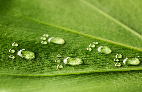 叶叶上的水足迹生活宏观环境脚步植物群雨滴反射绿色框架脚印图片