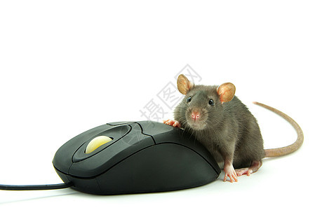 老鼠和电脑鼠标宠物黑色毛皮宏观白色背景图片