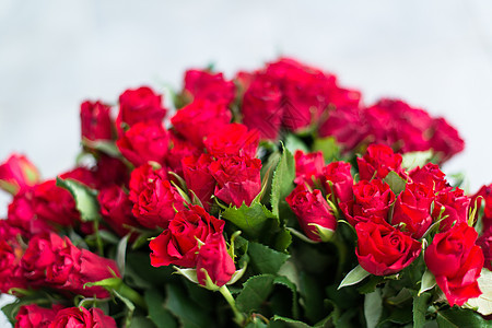 红玫瑰浪漫礼物玫瑰纪念日周年植物叶子花园庆典热情图片