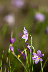 紫色的雪莲花起源藏红花冻结地面植物水晶生存草地力量季节图片