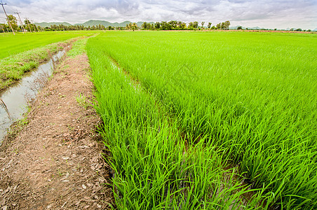泰国大稻田图片
