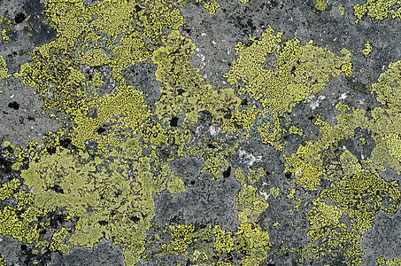 石头背景藻类衰变水泥恶化苔藓建筑建筑学墙纸岩石薄片图片