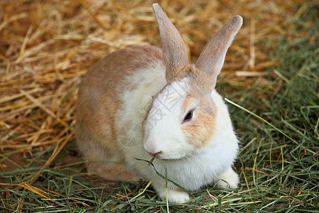 农场中的兔子白色绿色哺乳动物草地宠物棕色背景图片