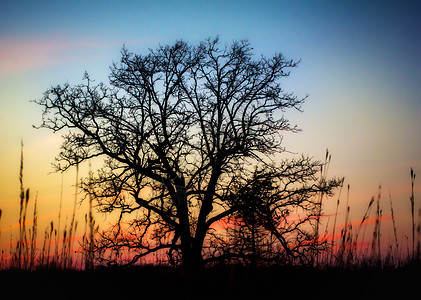 日落穿过巴伦树色彩流域环境阳光活力太阳树木橙子草原风景图片
