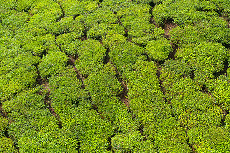 茶地植物群叶子木头土地栽培高地财产爬坡阳光蓝色图片