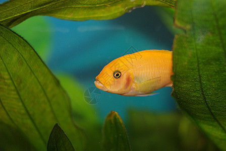 在水族馆里植物条纹热带树叶生物游泳者游泳尾巴眼睛野生动物图片
