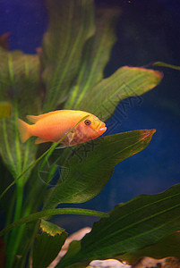 在水族馆里淡水树叶游泳者宠物植物条纹游泳橙子动物热带图片