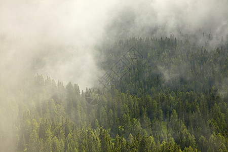 森林针叶树木土地阴影场景山脉风景环境天气薄雾图片