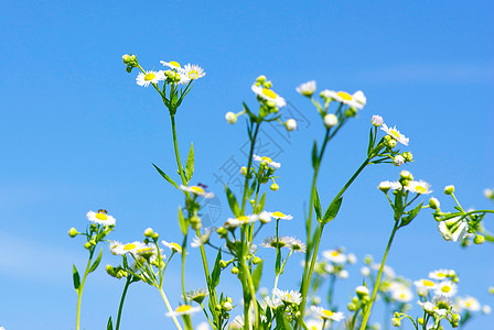 氨基烷喜悦季节性问候语季节绿色场地植物天空雏菊生活图片