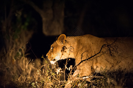 金狮子夜里狮子鬃毛打猎公园女性荒野男性眼睛力量野生动物猎人背景