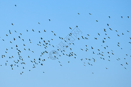 鸟类鸽子空气蓝色动物团体航班天空旅行剪影生活图片