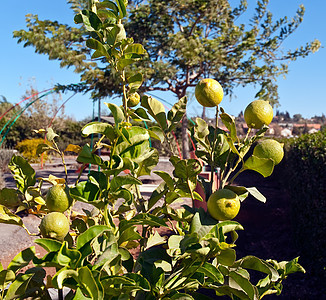树上有成熟的柠檬小吃身体香橼叶子果汁饮料植物水果食物收成图片