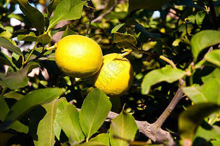 树上有成熟的柠檬热带身体香橼收成果汁小吃食物植物饮料叶子图片