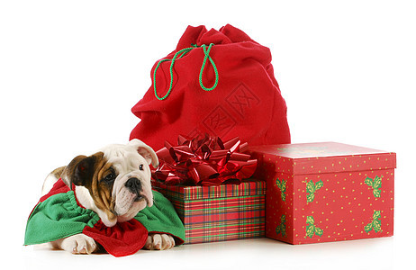 圣诞小狗传统假期犬类斗牛犬庆典盒子展示毛皮戏服宠物图片