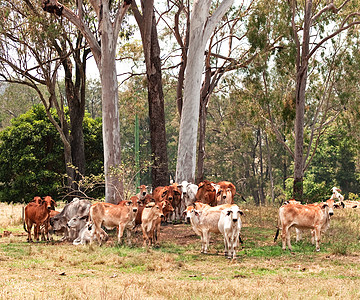 澳大利亚畜牧国的牛群图片