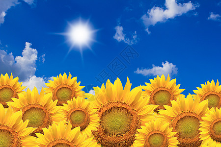 美丽的向日葵自然地在蓝天上被孤立叶子雄蕊植物学橙子植物群花粉种子花园植物圆圈图片