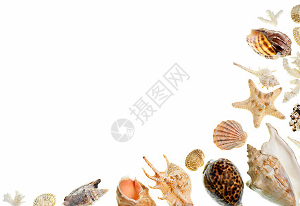 外壳背景海滩动物软体棕色贝类宏观假期收藏壳类星星图片