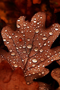落叶上满是雨滴植物古董静脉水晶环境叶子森林宏观季节季节性图片