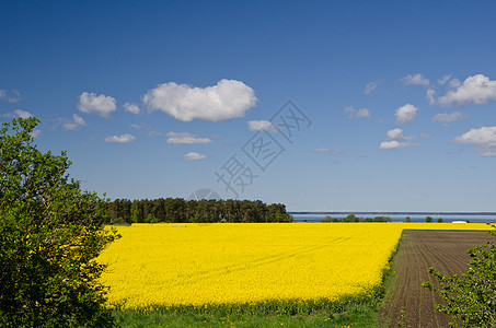 农村景观乡村农业国家地面种子场地黄色油菜籽金子院子图片