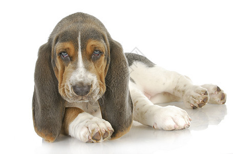 可爱的小狗情感蓝色白色三色猎犬宠物工作室犬类婴儿动物图片