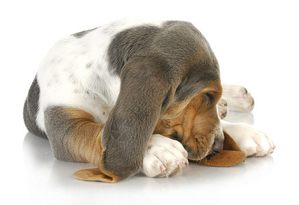 困睡狗情感猎犬哺乳动物宠物眼睛小狗朋友白色皱纹工作室图片