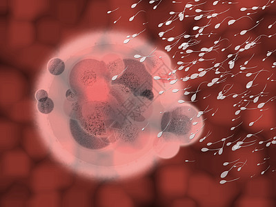 红血有机体细胞与Sperm接近图片