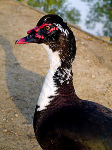 夏天的奇异黑鹅 在英国池塘旁鸭子动物脖子蓝色家庭天空野生动物天鹅荒野小鸭子图片