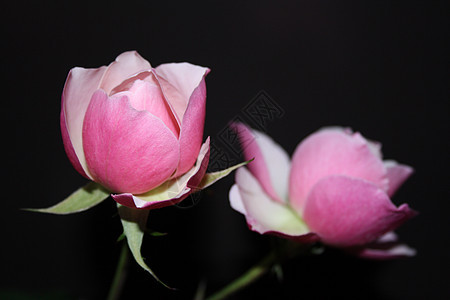 粉红玫瑰阴影礼物绿色粉色黑色花朵香水荆棘色调树叶背景图片
