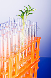 用绿树苗进行实验室实验回收创新幼苗玻璃发芽解决方案植物生态生物食物图片