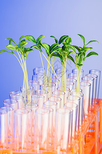 用绿树苗进行实验室实验科学玻璃技术回收幼苗大豆解决方案豆芽叶子管子图片