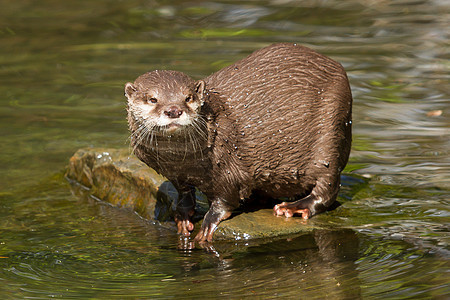 湿水管胡须幼崽栖息地避难所捕食者夫妻环境毛皮动物园生态图片
