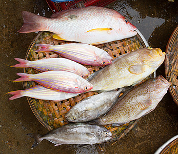 在潮湿的市场里 紧贴着可爱新鲜鲜鱼钓鱼旅行美味鲭鱼热带鲈鱼鲳鱼饮食海鲜渔夫背景图片