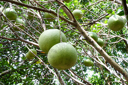 波梅洛水果饮食柚子橙子热带小吃柠檬种植园枝条果园果汁图片