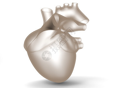 人造人类心脏模型关心生物学心脏病学考试插图组织心室科学身体静脉图片