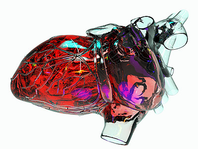 人造人类心脏模型心电图静脉生活男人脉冲组织科学心脏病学医院肌肉图片